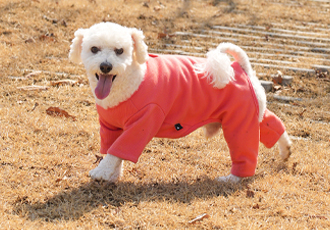 [온캣에 놀러오개] 사랑하는 반려견과 봄을 만끽하러 오세요!🐕