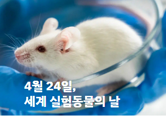 오늘은 4월 24일, 세계 실험동물의 날입니다. 