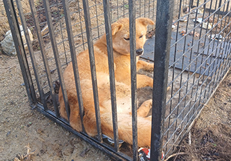 곰주 실종부터 찾기까지의 과정 기록