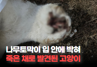 [동물 학대] 고양시 일산서구, 나무토막이 입안 깊숙히 박혀 사체로 발견된 고양이