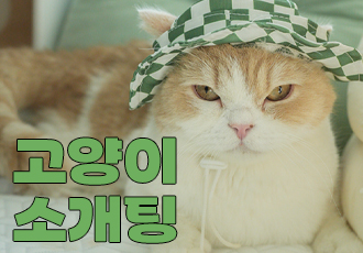 [입양행사] 온캣 고양이들을 직접 만나 교감하는 시간! '고양이 소개팅'💌