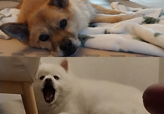 오층이&포라 내일이면 입양 한달째