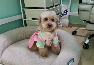 곤지암 구조견 봄이(예명 오순이) 4년차 입양후기