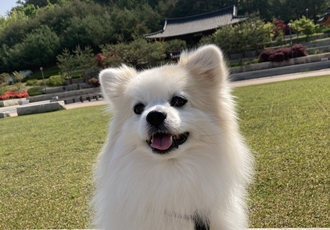 마음이 자견 마일이(뽀또) 근황