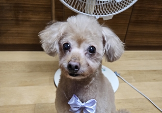 곤지암 팔랑이~(지금은 버디~^^)