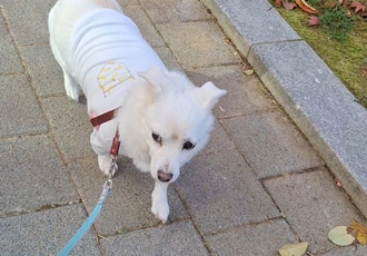 흰자 소식 전해요