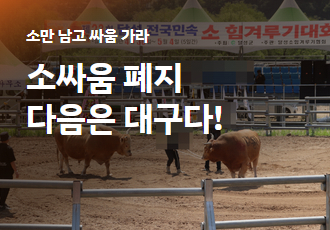 [소만 남고 싸움 가라] 소싸움 폐지, 다음은 대구다!