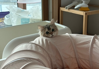 비비가 저희집에 온지 일주일차에요💛