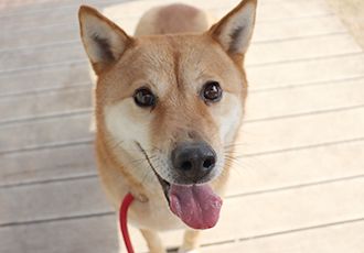 외부 위탁 보호소에 보호중인 금산 개농장 구조견 친구들을 만나고 왔습니다!
