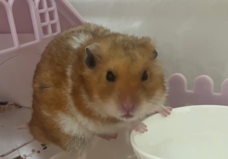 온햄이 근황