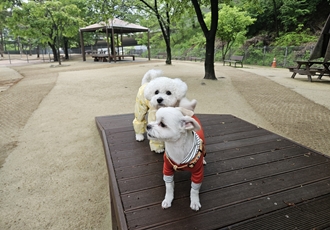 샤넬(구 아자)볼보(구 양삼)