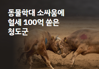 [소만 남고 싸움 가라]  동물학대 소싸움에 혈세 100억 쏟은 청도군