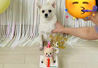동치미(구 포요) Happy Adoption Day!🥳