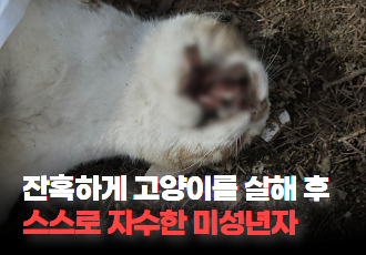 [동물 학대] 고양시 일산서구, 잔혹하게 고양이를 살해하고 자수한 미성년자 