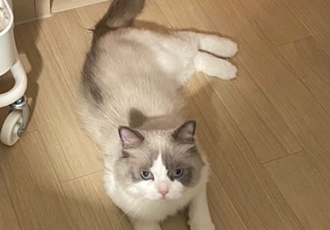 이로(우니) 입양 전제 임시보호 일주일 : )