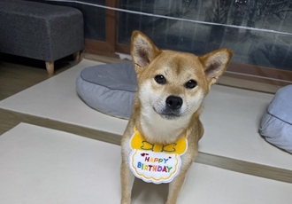 금동이 (전 : 쫄이) 1년 입양후기 