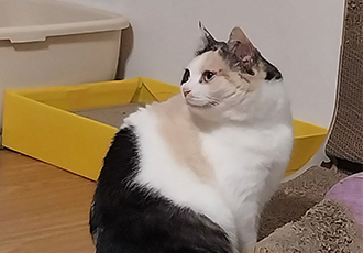 고은이(구 기특이) 입양 1년 후기
