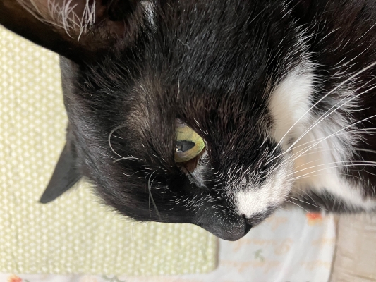 반려묘 담배 가족의 후원