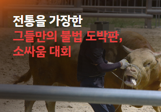 [소만 남고 싸움 가라] 전통을 가장한 그들만의 불법 도박판, 소싸움 대회