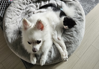 포옹이는 잘 사는중~~