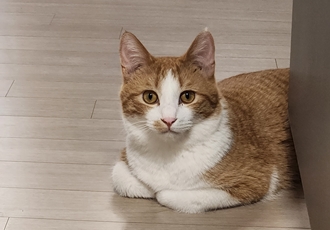 오들이 한달후기