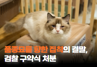 [동물 학대] 품종묘를 향한 집착이 빚어낸 비극, 검찰 구약식 결정