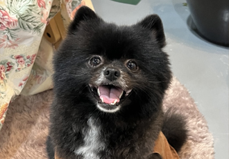 반곰이(현: 레오) 입양 1주년 후기