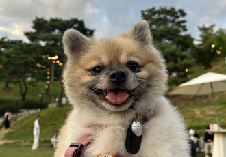 이뽀 임시보호 1년