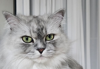 시루(시아)와 함게한 2년