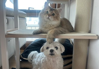 비비 입양 한 달차 후기입니다 💛