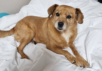 도담이와 가족이 된지 5년이 넘었네요~