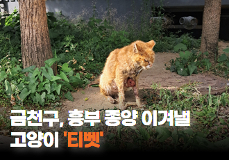 [동물 구조] 금천구, 흉부 쪽 종양을 이겨낼 고양이 ‘티벳’