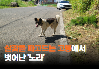 [동물 구조] 살갗을 파고들던 쇠사슬에서 벗어난 ‘노라’