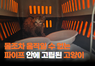 [동물 구조] 파이프에 꽉 끼어 꼼짝도 못하고 있던 새끼 고양이
