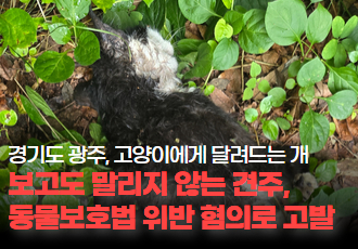 [동물 학대] 고양이에게 달려드는 개, 보고도 말리지 않은 견주