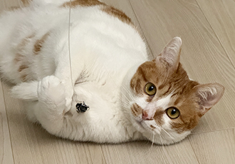하루(구 윤슬이) 입양 1년 후기