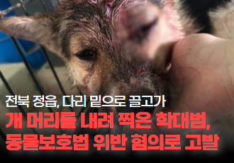[동물 학대] 전북 정읍, 다리 밑으로 끌고 가 개 머리를 내려 찍은 학대범 고발했습니다.