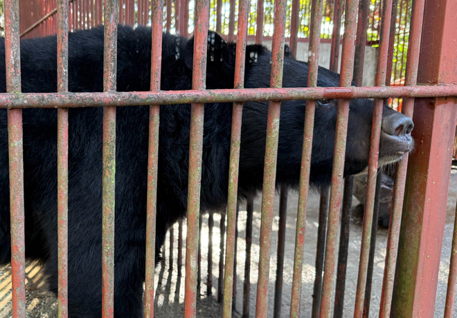 [THE FINAL 사생결단] 이번엔 남원 사육곰, 2마리 추가 구조 예정!