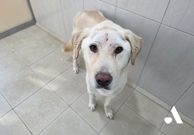 [건강소식] 일복이가 항암 치료를 시작하게 되었습니다.