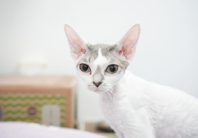 울산 불법 번식장 구조묘들④