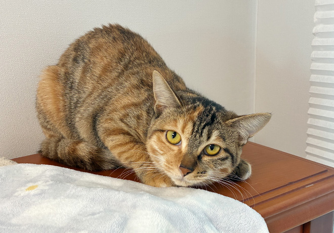 [C25-29 관외] 벤치 옆 박스에서 구조된 '부산이'