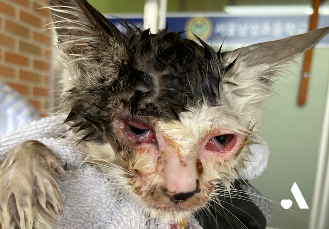 [쓰담쓰담] 아무도 너를 죽일 수 없어  불가사리