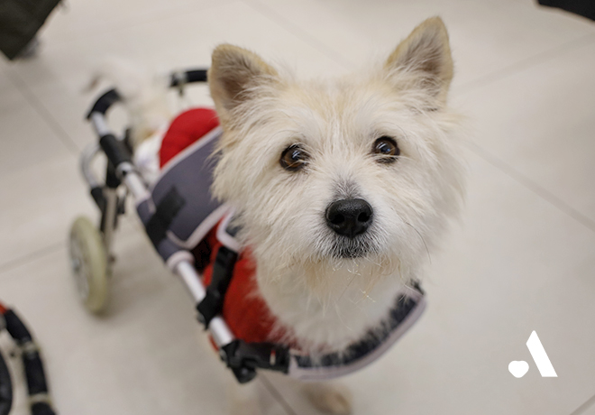 하반신이 마비된 채 방치되던 또롱이