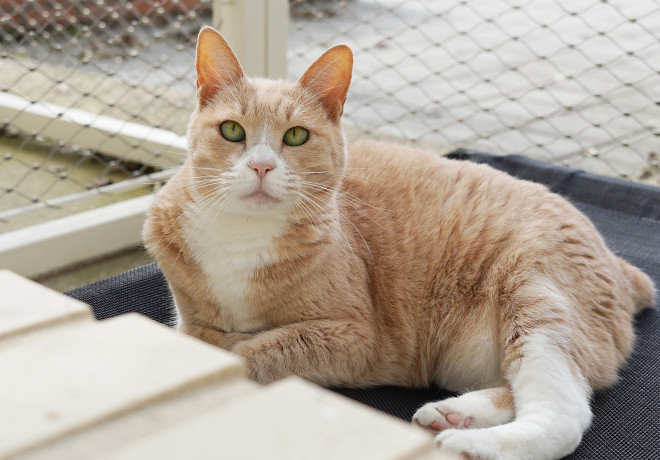 기다림 속 한결같은 '쵸파'