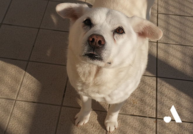 [건강소식] 백설이의 건강소식 전해드립니다.