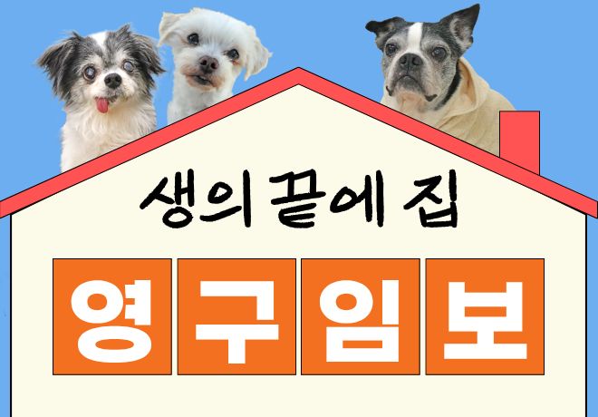 노견 영구 임시보호