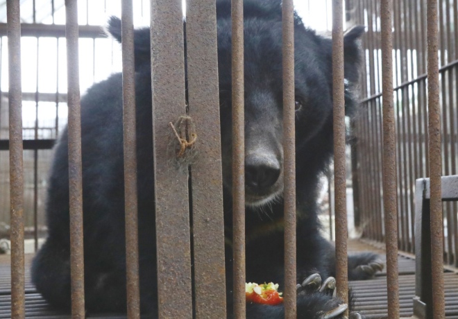 [THE FINAL 사생결단] 곰들아, 조금만 기다려줘 곧 철창에서 꺼내줄게