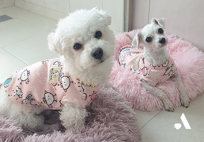 [동물미용학원 구조견] 따뜻한 품을 기다리는 무지, 비키