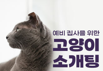 [입양행사] 온캣 고양이들을 직접 만나 교감하는  '고양이 소개팅'💌