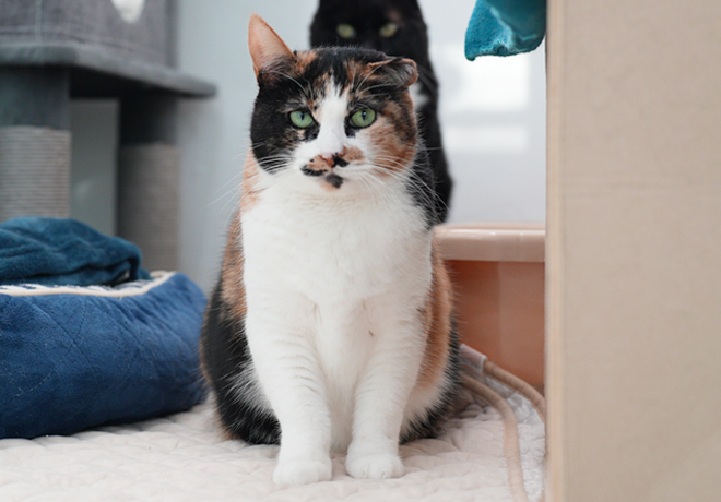 단단한 마음을 가진 ‘옹심이’